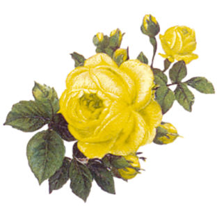 7000-1010 フラワー トランスファーシール  1010