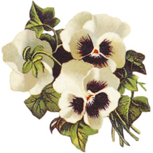 7000-1008 フラワー トランスファーシール  1008