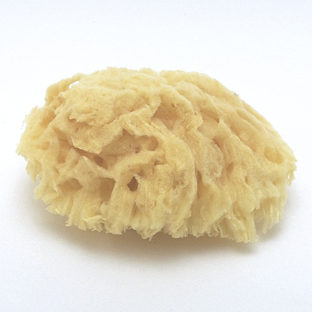 180-2003 シーコットン(M) *