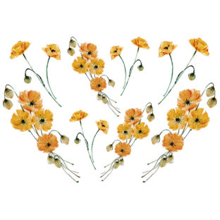 7196-1020 Pt 佐々木恵美 トランスシール 20