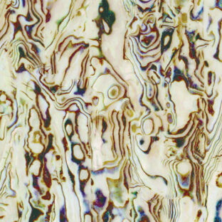 532-6005 らでんシート L  NZアワビ