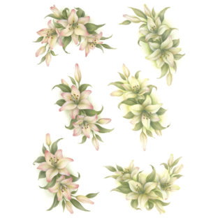 7247-2002 Pt Rikaデザイン プリント M