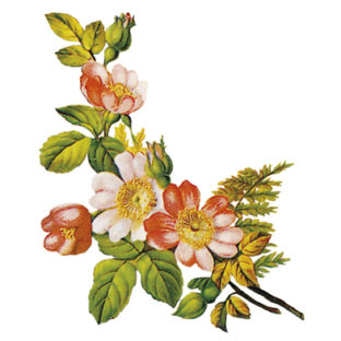 7000-1002 フラワー トランスファーシール  1002