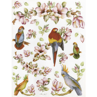 7852-7364 Pt クラッシックペーパー    064ーbis