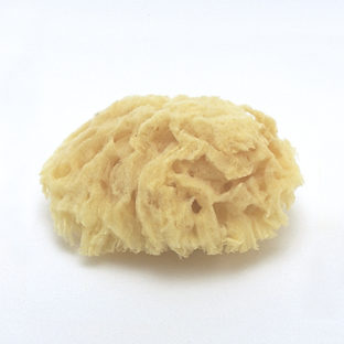 180-2001 シーコットン(S)