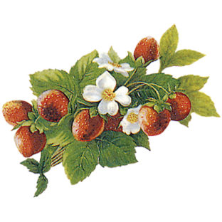 7000-1003 フラワー トランスファーシール  1003