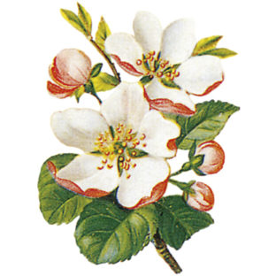 7000-1005 フラワー トランスファーシール  1005