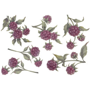 7247-2504 Pt Rikaデザイン トランスファーシール