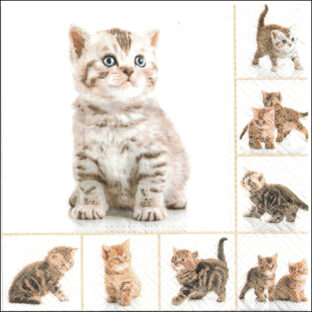 363-9045 ペーパーナプキン 2枚入