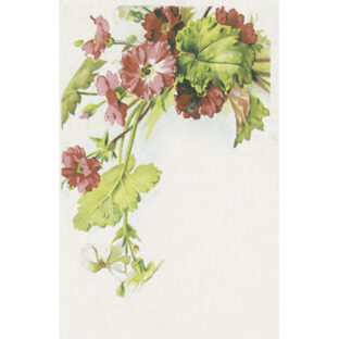 SA50-1276 ソニア・エイムス プリント