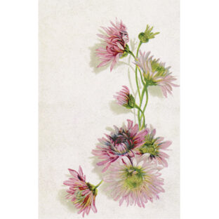 SA50-1277 ソニア・エイムス プリント