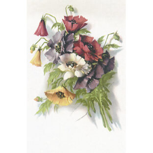 SA50-1278 ソニア・エイムス プリント