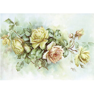 SA50-0057 ソニア・エイムス プリント