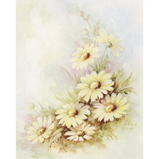 SA50-1267b ソニア・エイムス プリント