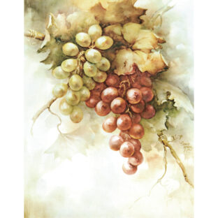 SA50-0004 ソニア・エイムス プリント