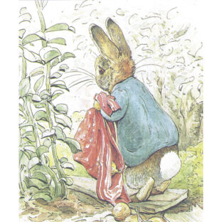 D6592 ピーターラビット プリント